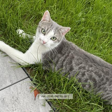 Photo 1/1 Noël ou Nono Chat perdu à Cessieu