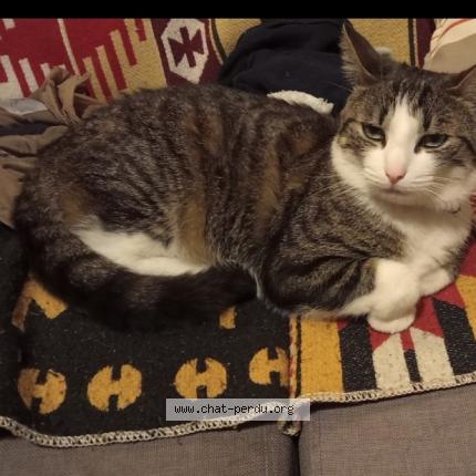 Photo 1/1 Chat retrouvé Perdu à Eaubonne