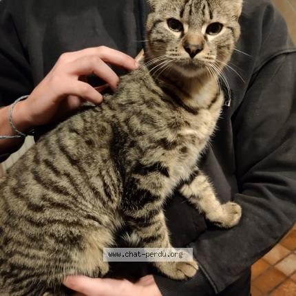 Photo 1/1 Chat retrouvé Trouvé à Dijon