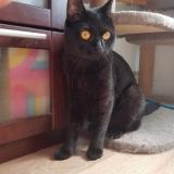 Photo de chat perdu à Limay