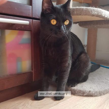 Photo 1/1 Chat retrouvé Perdu à Limay