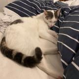 Photo de chat perdu à Houilles