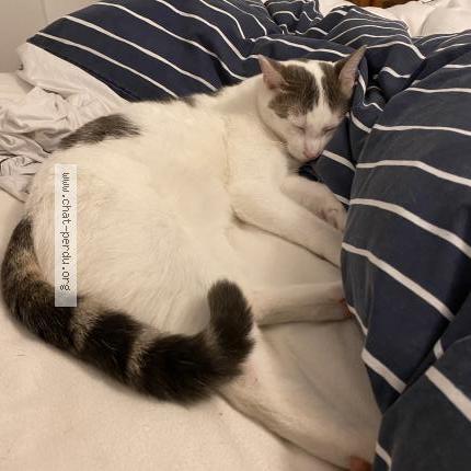 Photo 1/1 Chat retrouvé Perdu à Houilles