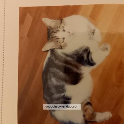 Photo de chat perdu à Saint Maurice