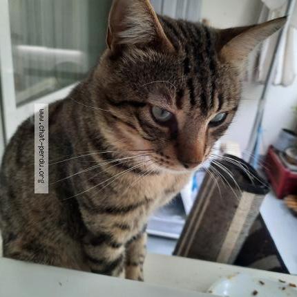 Photo 1/1 Clawrence ou clacla Chat perdu à Drancy