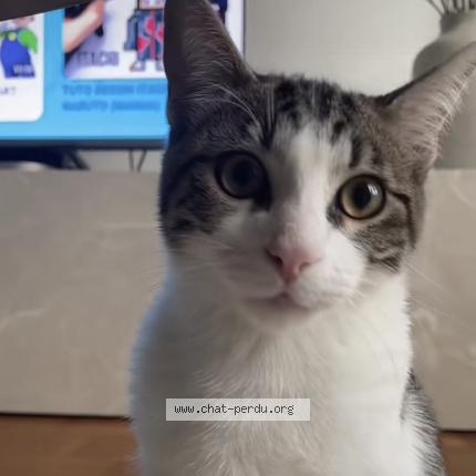 Photo de chat perdu à Saint Maur Des Fosses