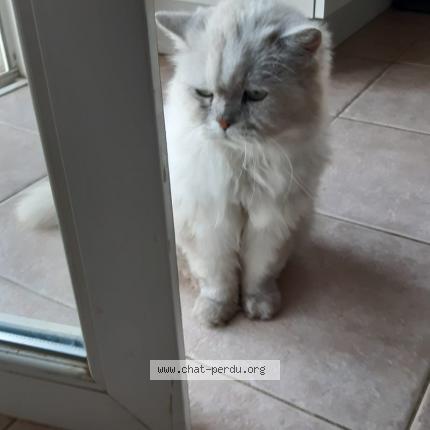 Photo 1/1 Chat retrouvé Perdu à Bon Encontre