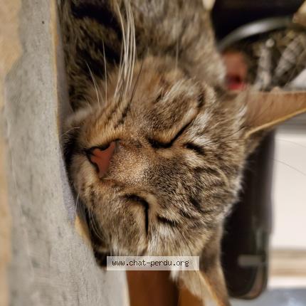 Photo 1/1 Chat retrouvé Perdu à Ivry Sur Seine