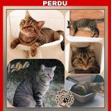 Photo de chat perdu à Monce En Belin