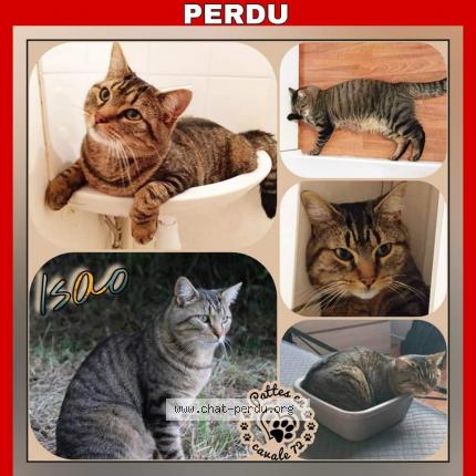 Photo 1/1 Chat retrouvé Perdu à Monce en belin