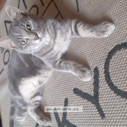 Photo 1/1 Chat retrouvé Trouvé à Eyguieres