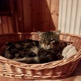 Photo de chat perdu à Ste Croix