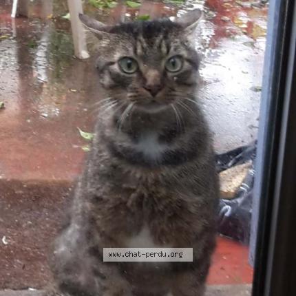 Photo 1/1 Chat retrouvé Perdu à Lescure D Albigeois