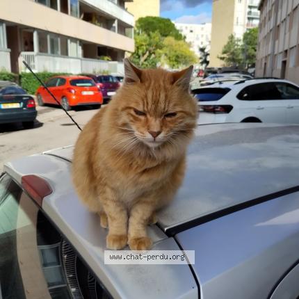 Photo 1/1 Chat retrouvé Trouvé à Aix En Provence