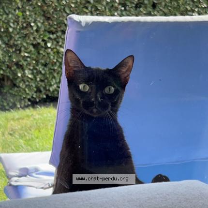 Photo 1/1 Chat retrouvé Perdu à Nantes