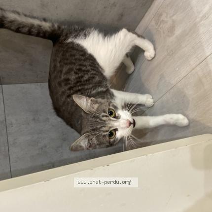 Photo 1/1 Chat retrouvé Trouvé à Clamart