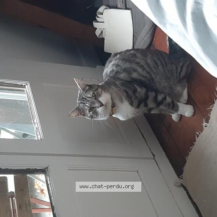 Photo 1/1 Chat retrouvé Perdu à Orleans