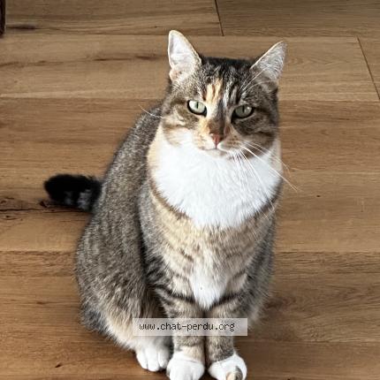 Photo 1/1 Kitty Chat perdu à Bergerac