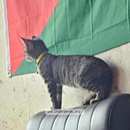 Photo 1/1 Chat retrouvé Perdu à Fougeres