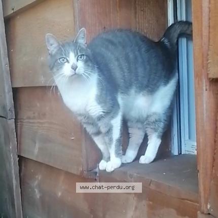 Photo 1/1 Chat retrouvé Perdu à Vierzon