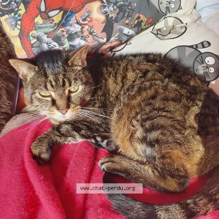 Photo 1/1 Chat retrouvé Perdu à Senneville sur fecamp