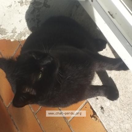 Photo 1/1 Chat retrouvé Trouvé à 31470 Fonsorbes