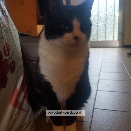 Photo de chat perdu à Francheville