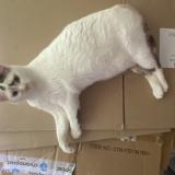 Photo de chat perdu à Le Port Marly