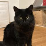 Photo de chat perdu à Chavornay