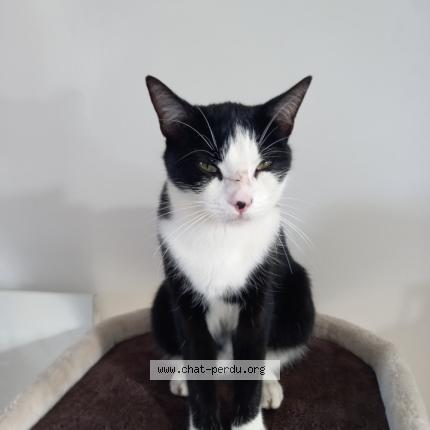 Photo 1/1 Twist Chat perdu à Erquy