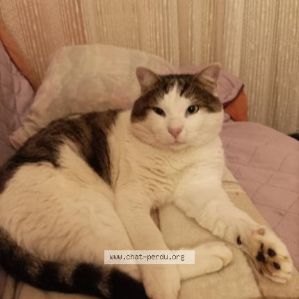 Photo 1/1 Chat retrouvé Trouvé à Montbeliard