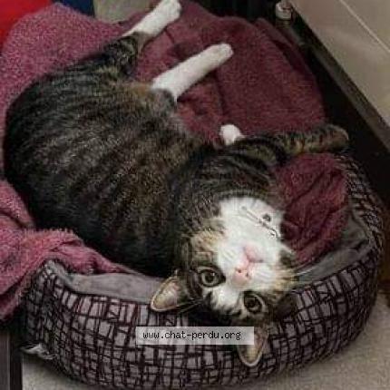 Photo de chat perdu à Ponlat Taillebourg