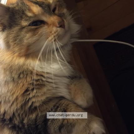 Photo 1/1 Chat retrouvé Trouvé à Strasbourg