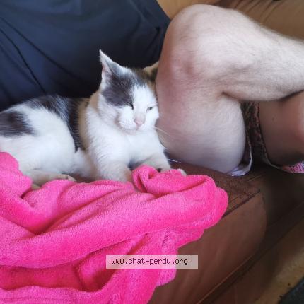 Photo de chat perdu à Roques