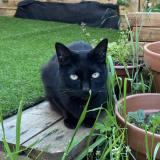 Photo de chat perdu à Conflans Saint Honorine