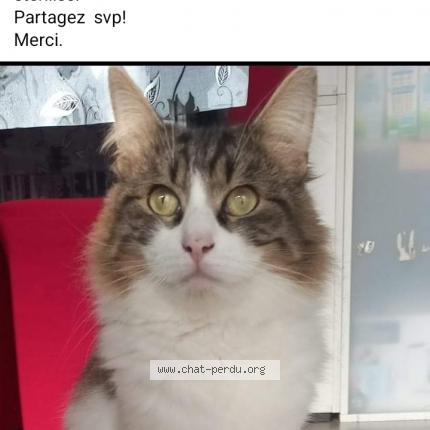 Photo 1/2 Chat retrouvé Perdu à Paris