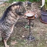 Photo de chat trouvé à Le Pecq