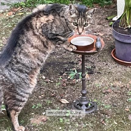 Photo 1/1 Chat retrouvé Trouvé à Le pecq