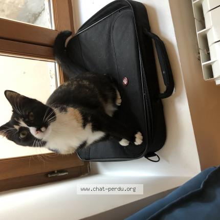 Photo de chat perdu à Les Roches De Condrieu