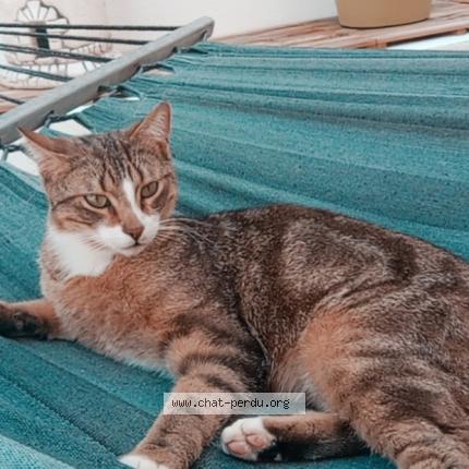 Photo de chat perdu à Saint Jean De Vedas