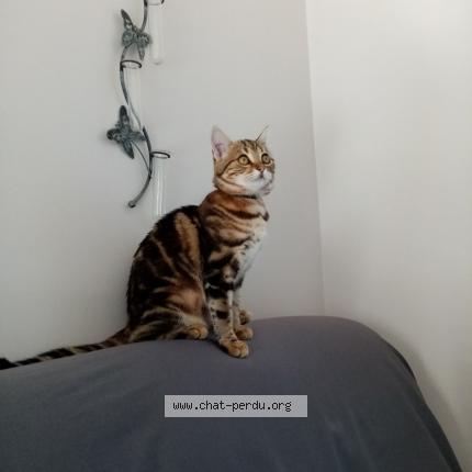 Photo 1/1 Chat retrouvé Perdu à Le Trait