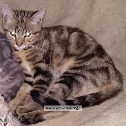 Photo 1/1 KIKI Chat perdu à Bining