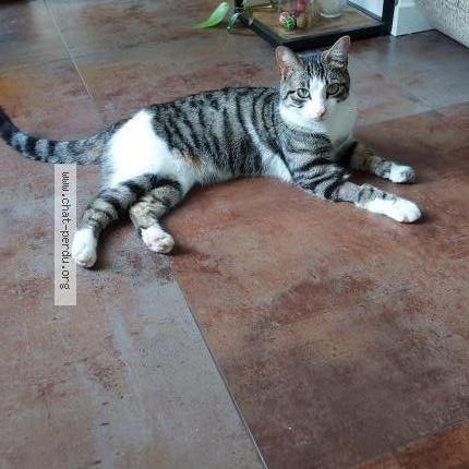 Photo 1/1 Chat retrouvé Perdu à Enghien Les Bains
