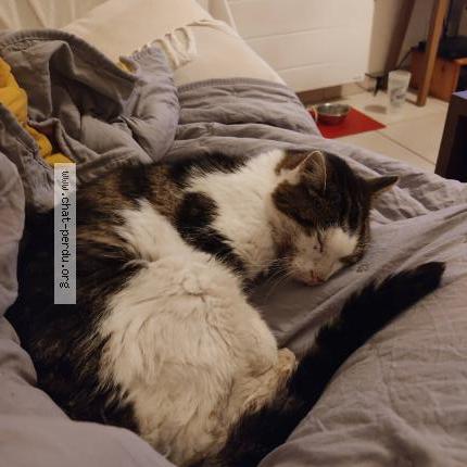 Photo 1/5 Chat retrouvé Perdu à Montreuil