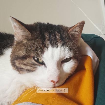 Photo 2/5 Chat retrouvé Perdu à Montreuil