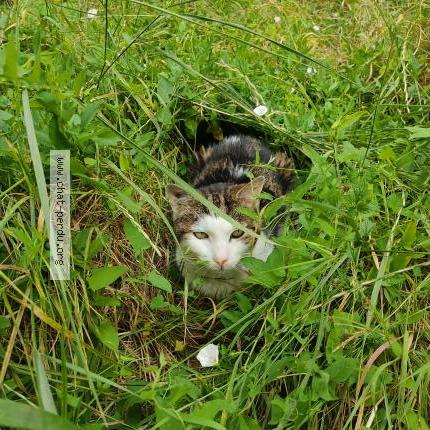 Photo 3/5 Chat retrouvé Perdu à Montreuil