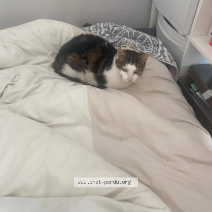 Photo 4/5 Chat retrouvé Perdu à Montreuil