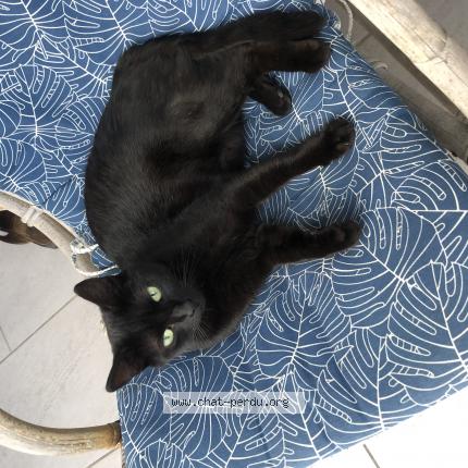 Photo de chat perdu à Saint Martin D Heres