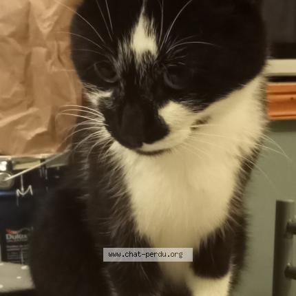 Photo 1/1 Chat retrouvé Perdu à Coulonges sur sarthe