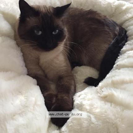 Photo de chat perdu à Montcarra